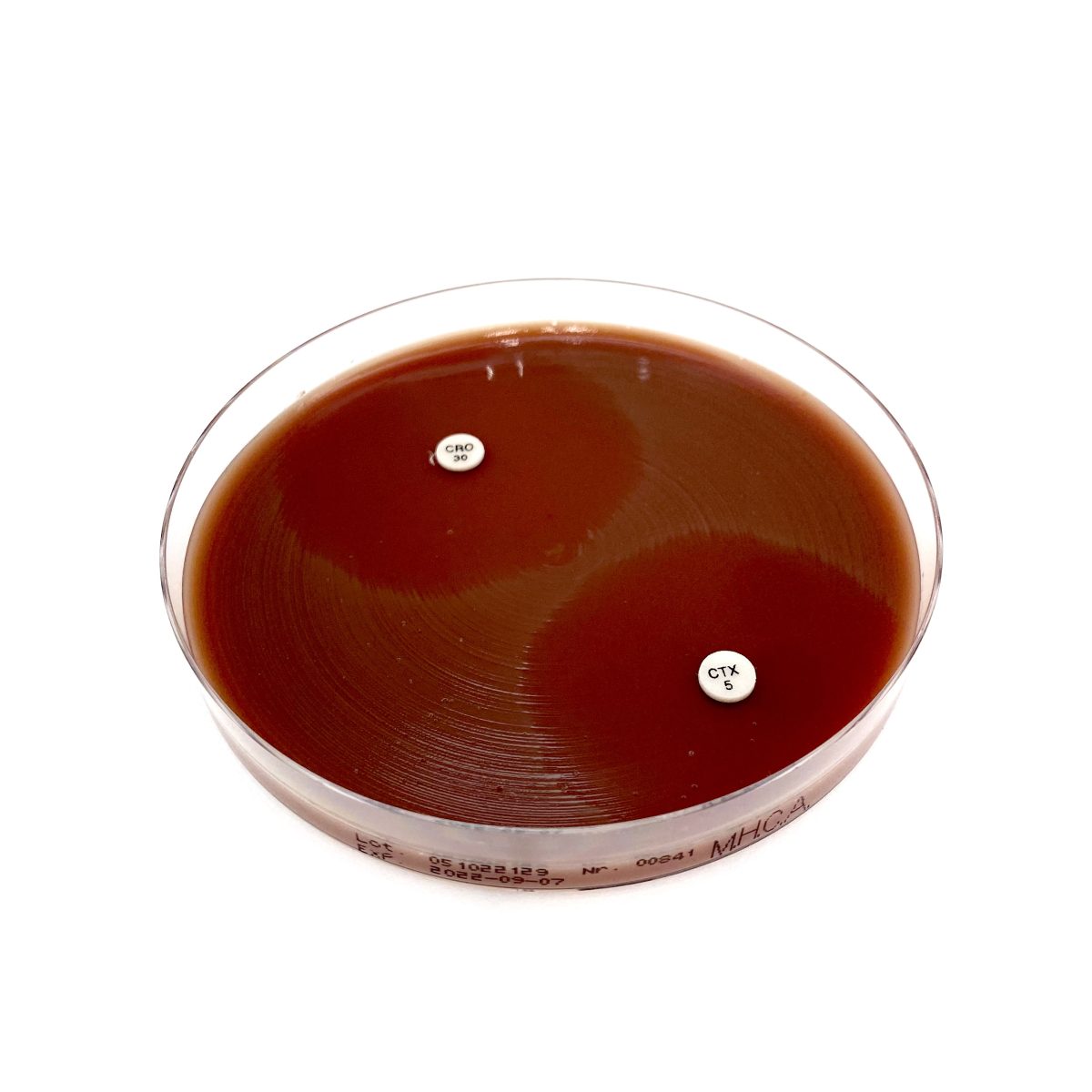 MUELLER HINTON CHOCOLATE AGAR EWC Diagnostics